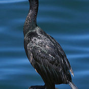 Pelagic Cormorant